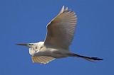 Egret In Flight_45544